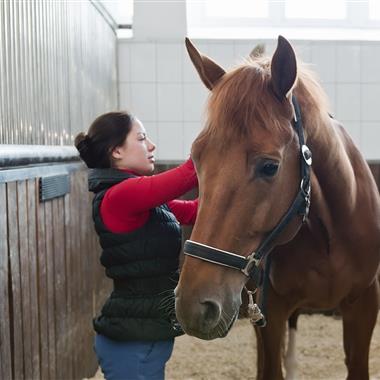 equestrian liability insurance from shearwater insurance