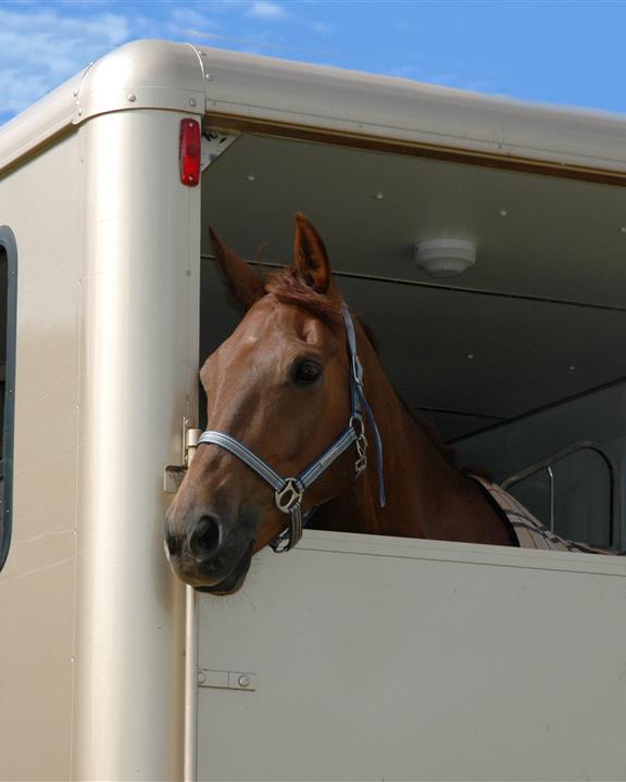 horsebox and horse transporter insurance from shearwater insurance