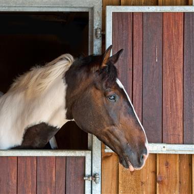 Horse insurance by Shearwater Insurance