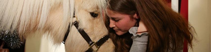 Teddy The Shetland - Shearwater Insurance